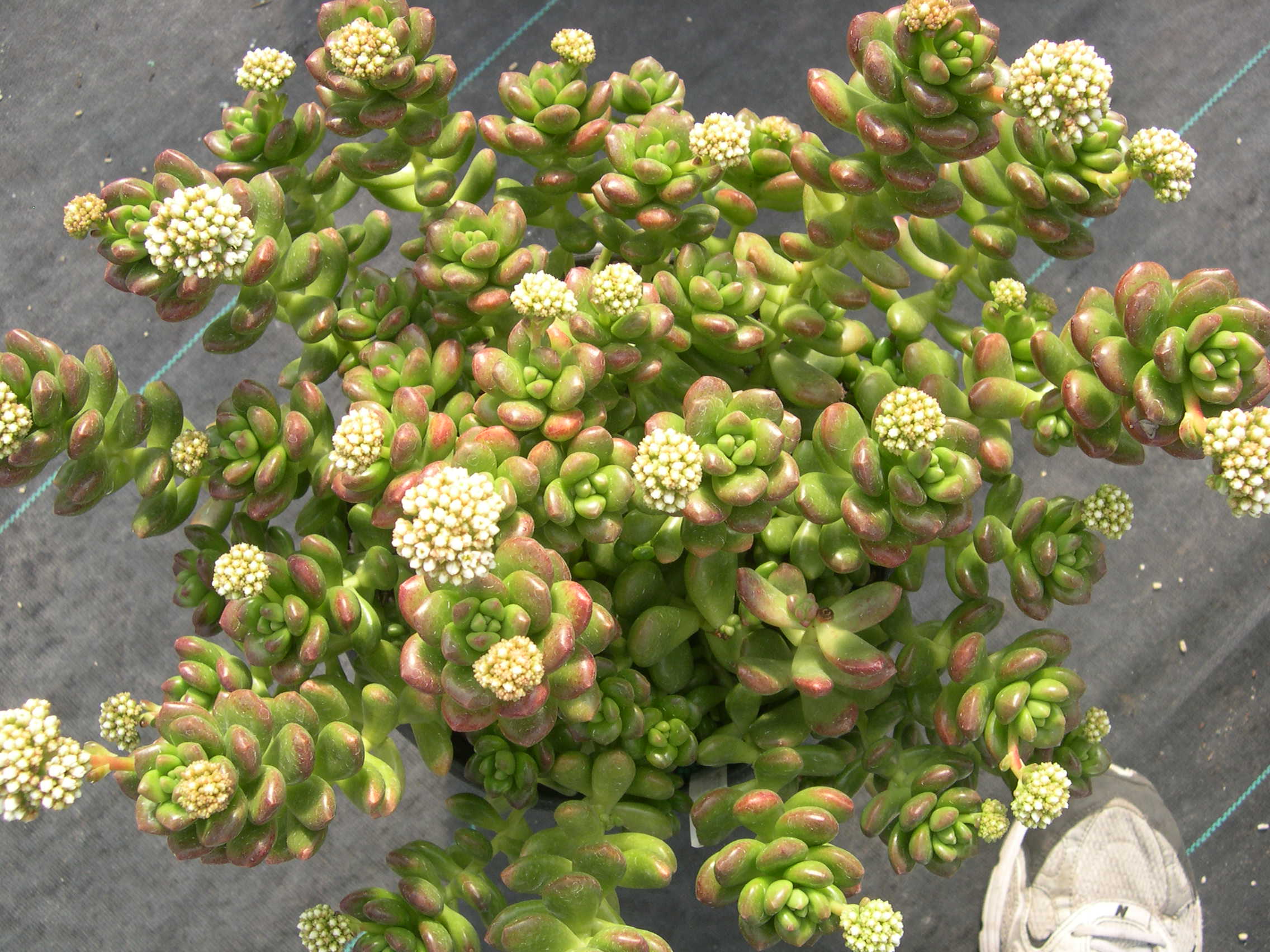 Sedum lucidum 'Obesum' (3)