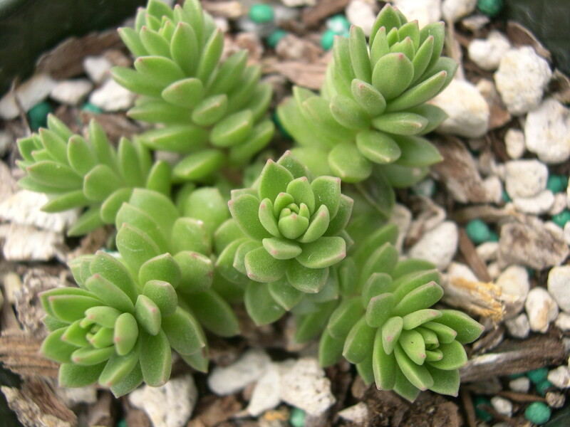 Sedum niveum