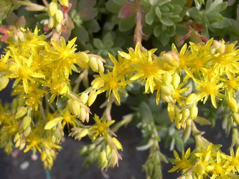 Sedum palmeri from Guatemala (4)