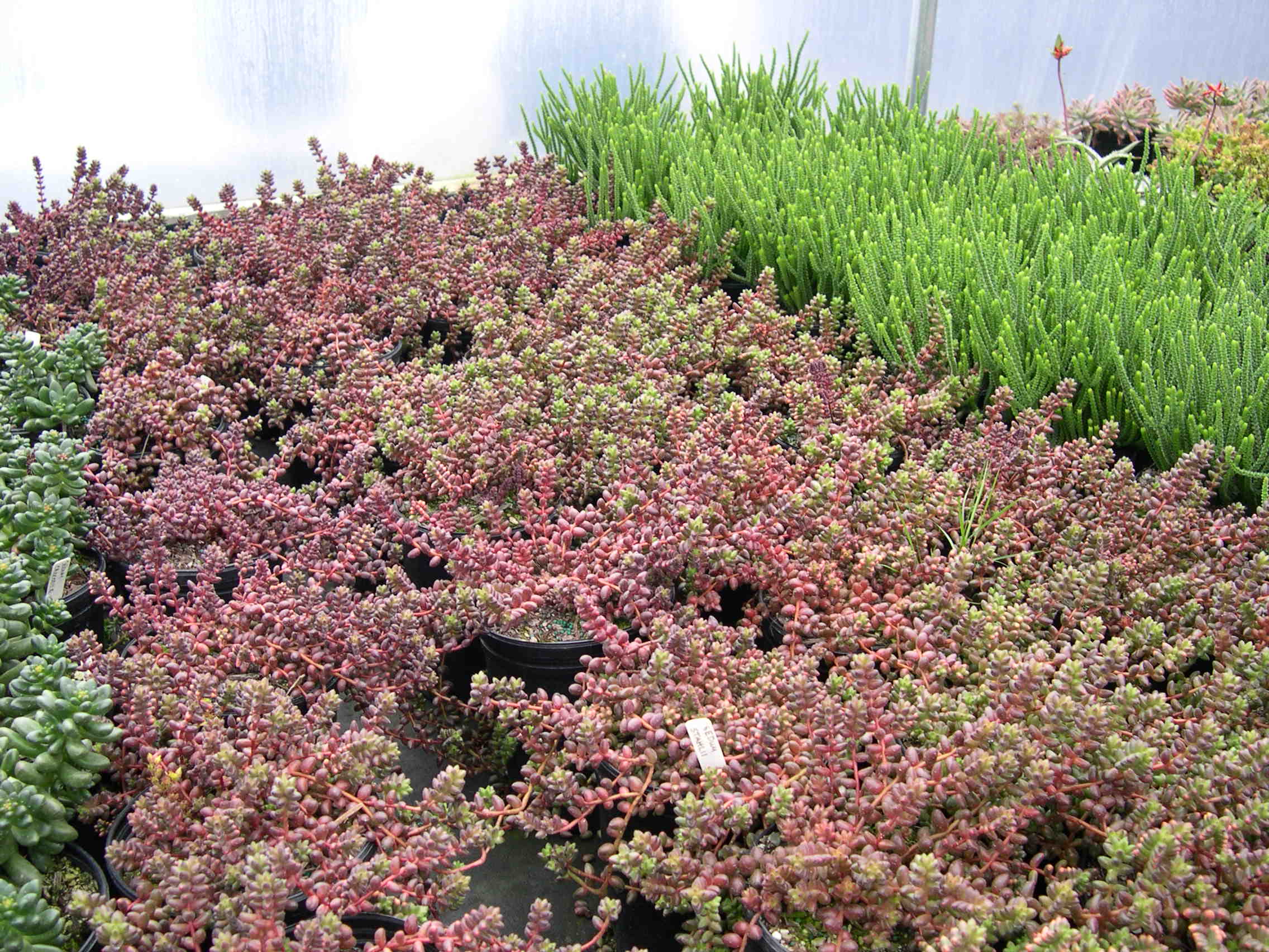 Sedum stahlii (3)