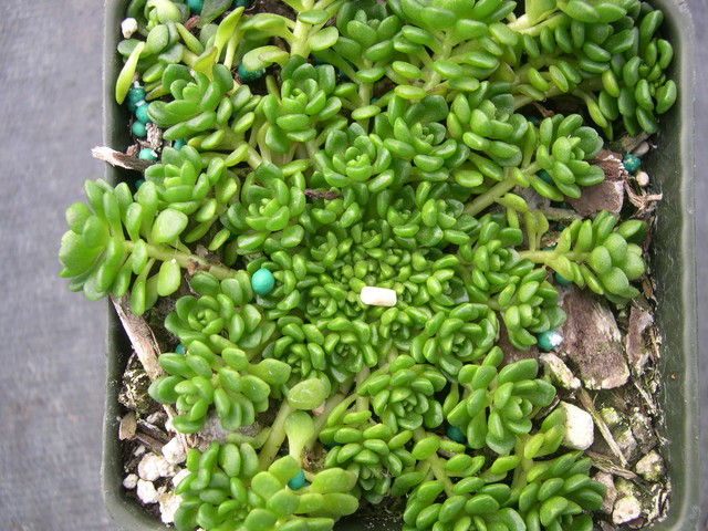 Sedum surculosum var. luteum (2)