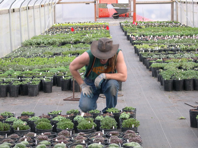 Looking at Sedums