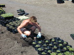 Gallon potting July 2002  (1)