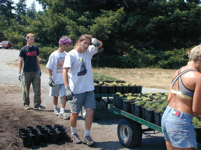 Gallon potting July 2002  (2)