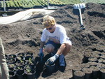 Gallon potting July 2002 (6)