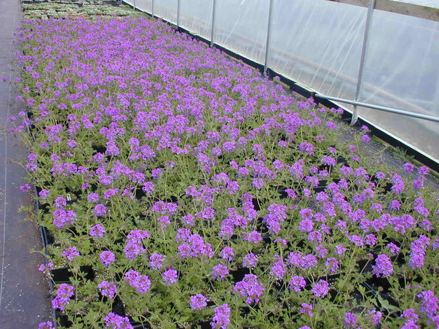 Homestead Verbena