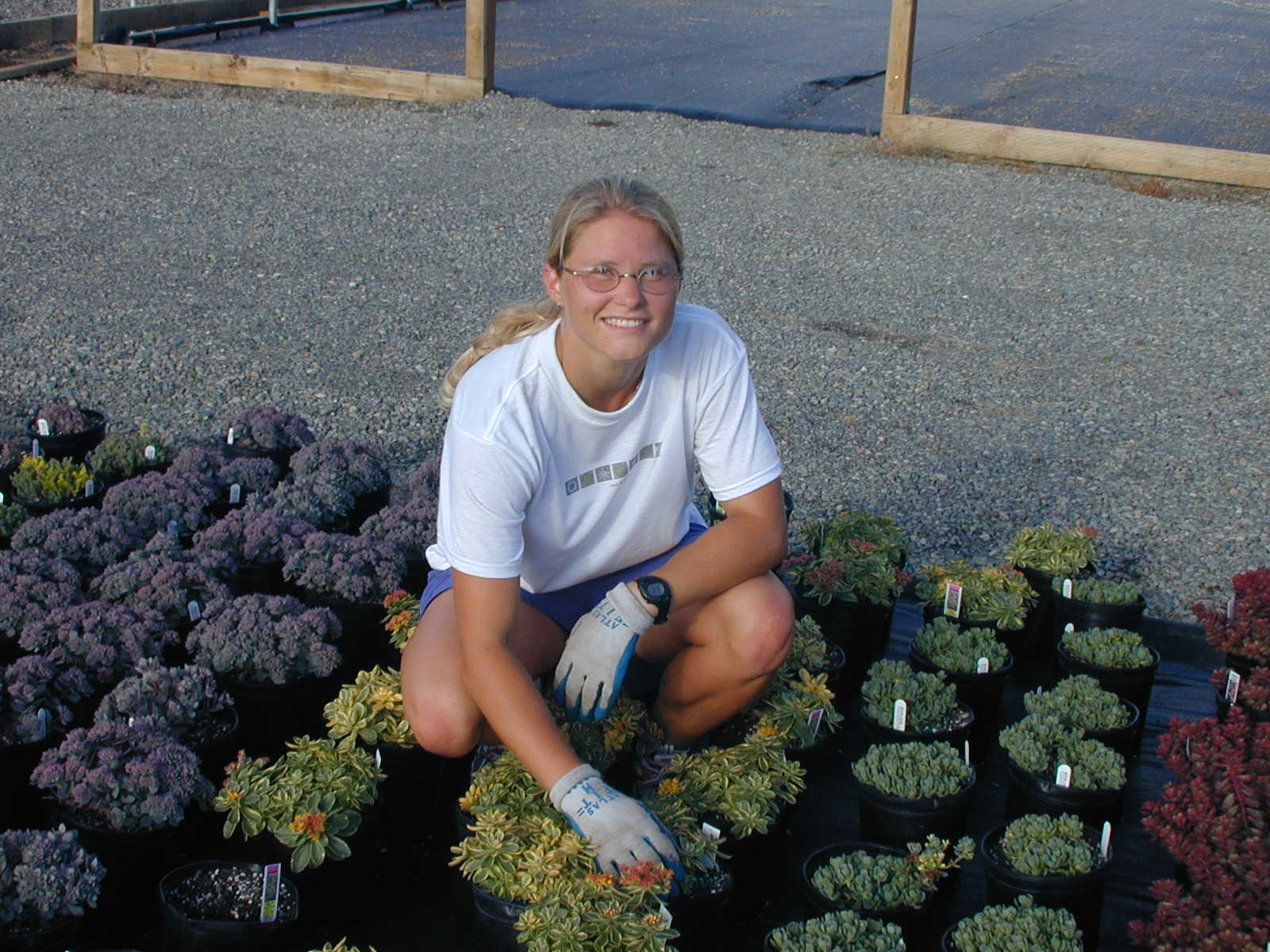 Sedums in summer.