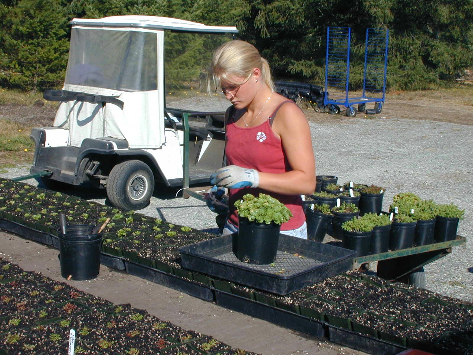 Sticking Cuttings