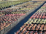 Sempervivums  in gallon pots