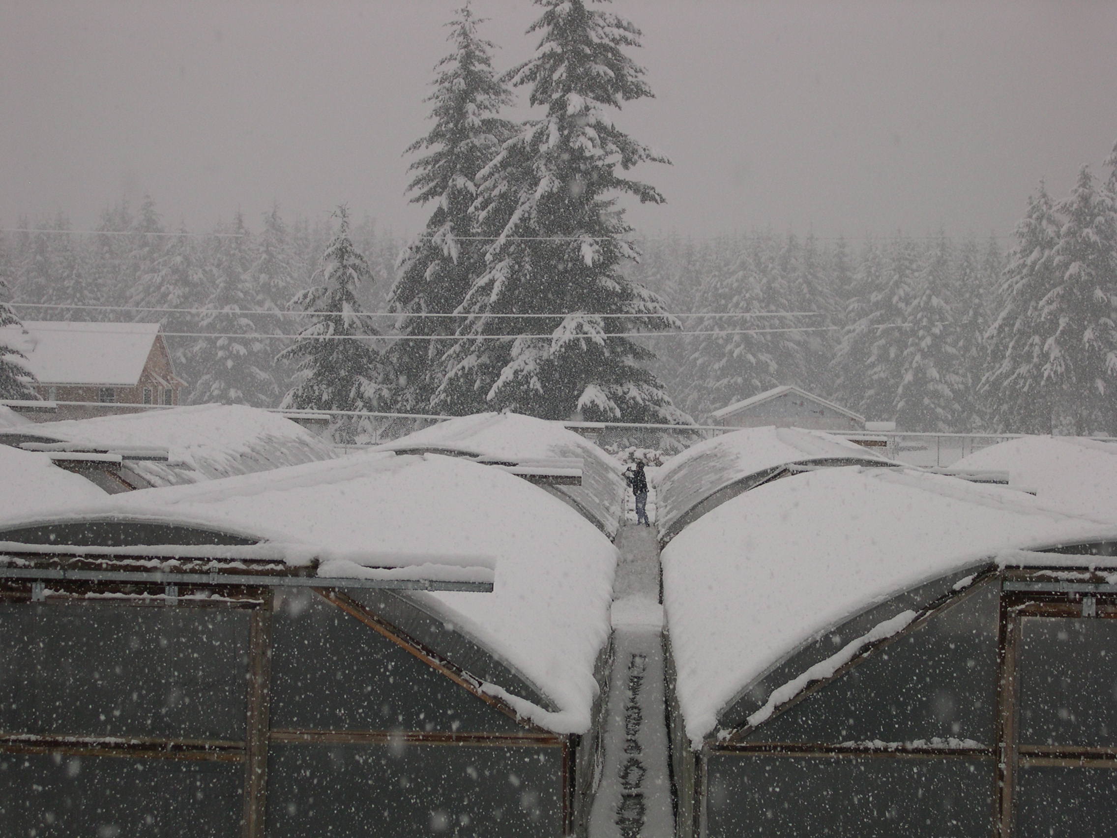 Snow at the nursery 11-2-03 (1)