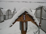 Snow at the nursery 11-2-03 (4