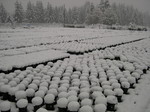 Snow at the nursery in November