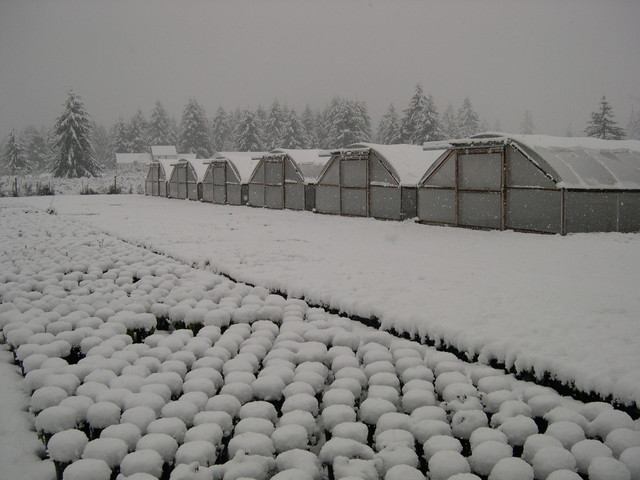 Snow at the nursery 11-2-03 (6)