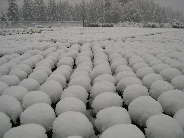 Snow at the nursery 11-2-03 (7