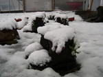 Snow at the nursery 11-20-03 (13