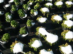 Snow thaw on Sedums.