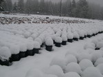 Snow at the nursery 12-2-05