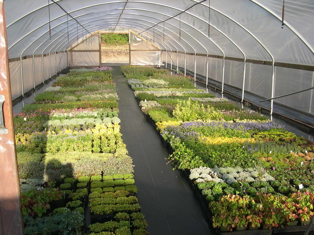 Stock plants before potting  1