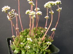 Crassula atropurpurea var anomala (3)