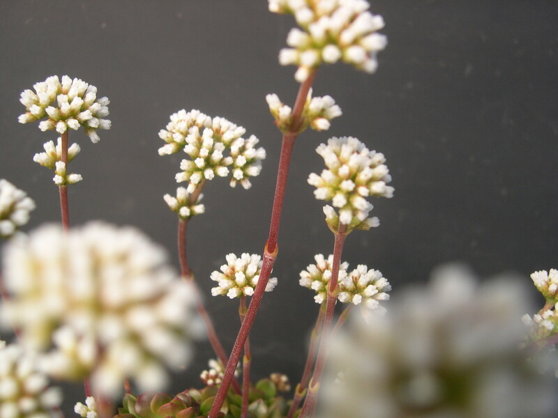 Crassula atropurpurea var anomala (4)