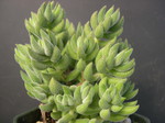 Crassula mesembryanthoides (1) 4-23-06