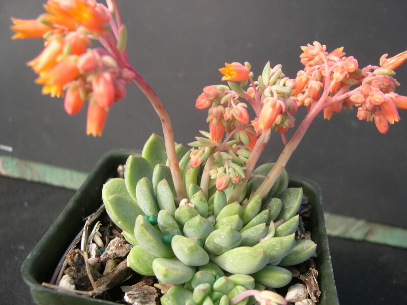 Echeveria amoena (2) 4-23-06