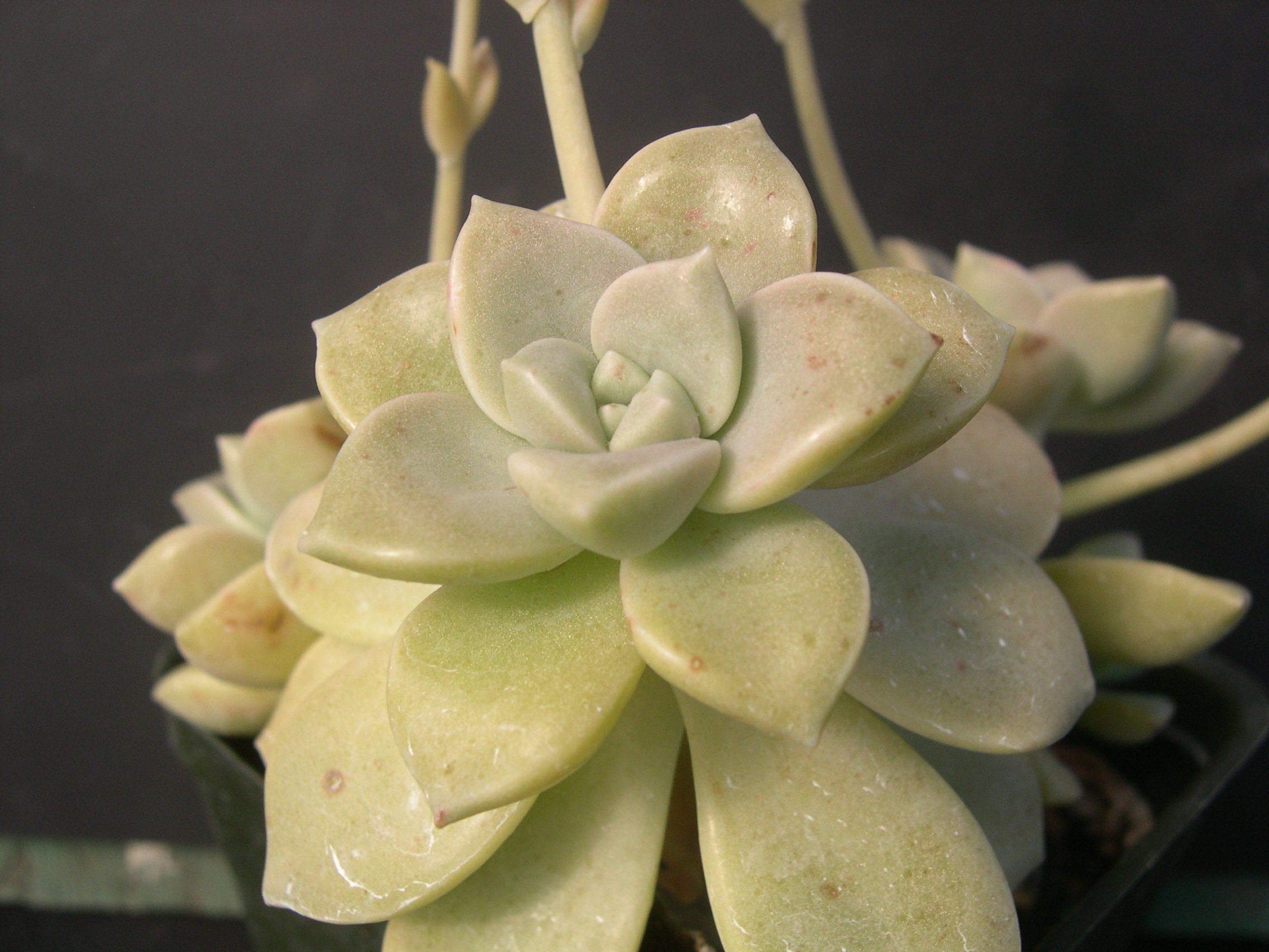 Graptopetalum paraguayense ssp bernalense (1)