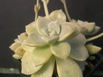 Graptopetalum paraguayense ssp bernalense (1)