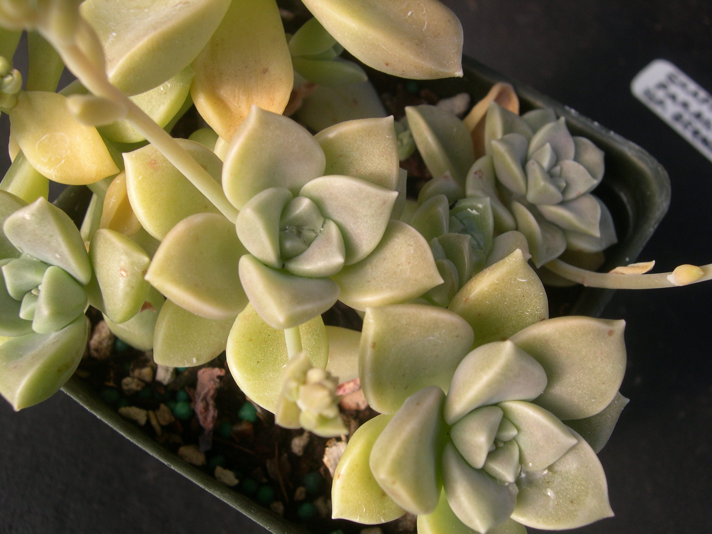 Graptopetalum paraguayense ssp bernalense (2)