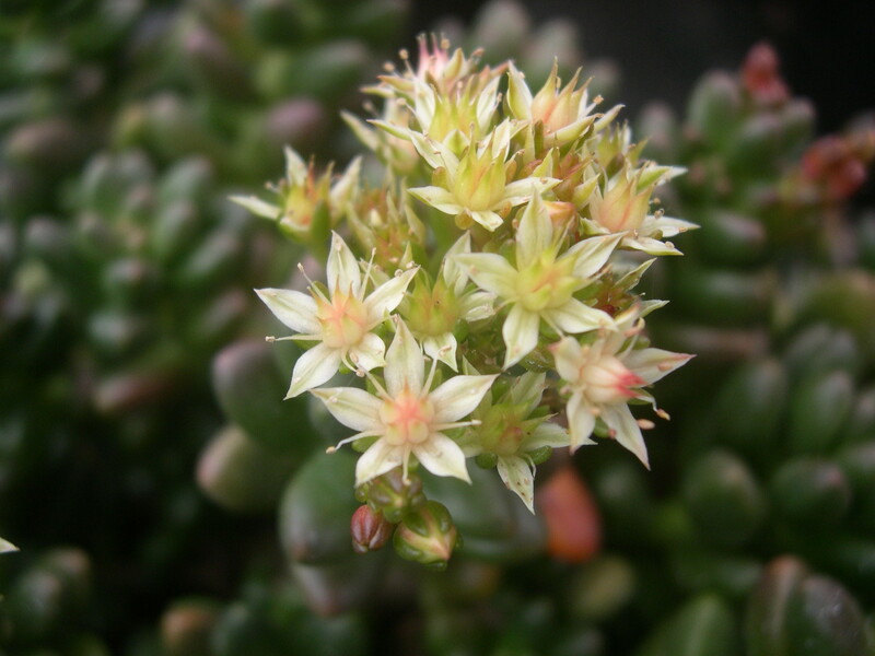 Sedum 'Crocodile' (3) [xCremnosedum 'Crocodile']