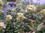 Sedum 'Crocodile' (4) [xCremnosedum 'Crocodile']