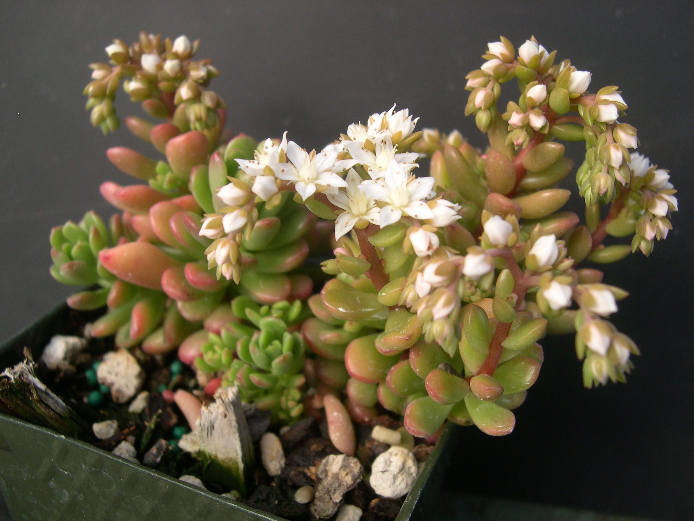 Sedum 'Joyce Tulloch' (4)