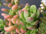 Sedum 'Joyce Tulloch' (2)