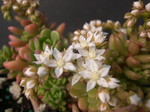 Sedum 'Joyce Tulloch' (3)