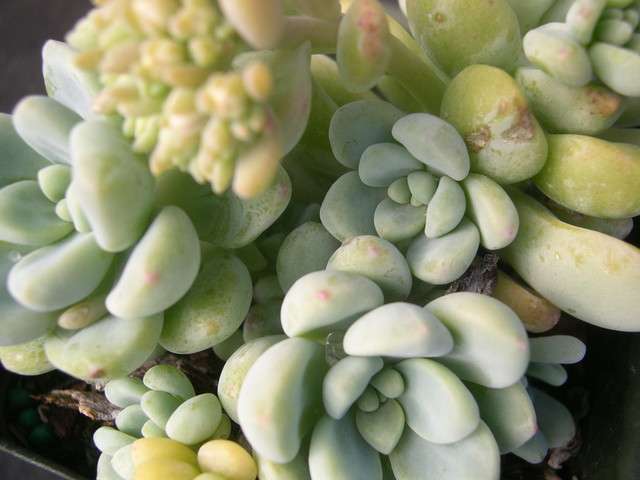 Sedum 'Lime Gum' (1) 4-23-06