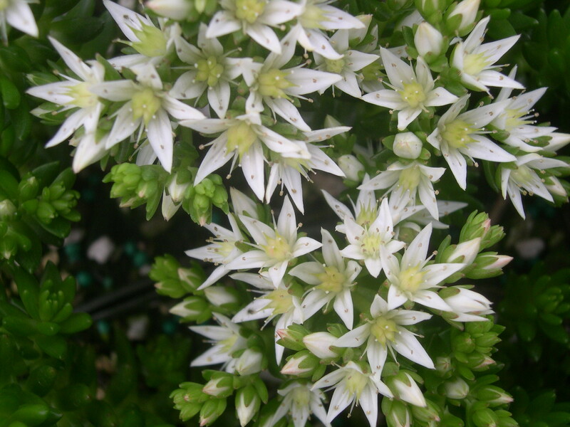 Sedum 'Spiral Staircase' (4)