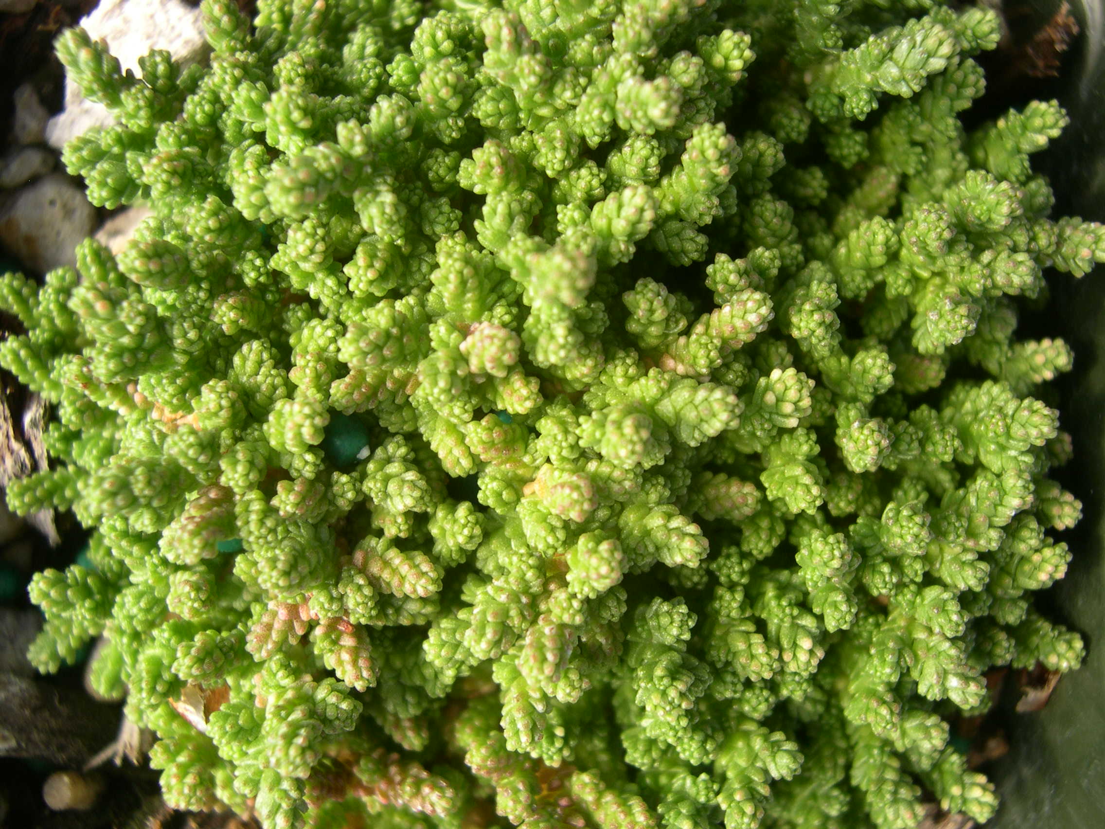 Sedum acre minus (1)