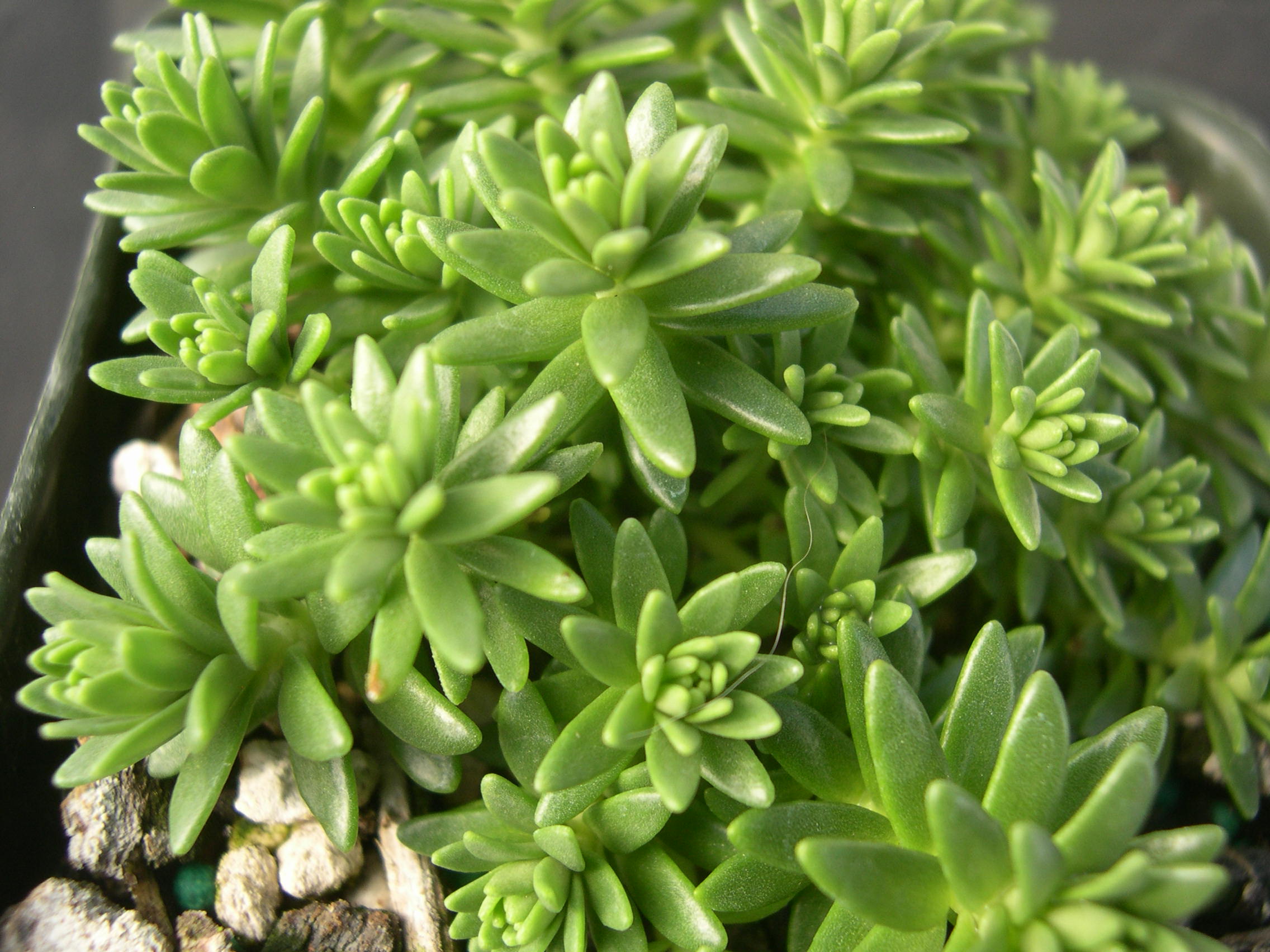 Sedum amabile [Rhodiola amabilis] (2)