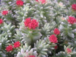 Sedum booleanum (3)