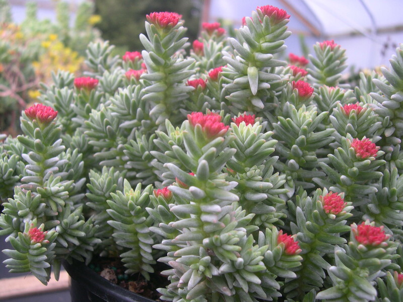 Sedum booleanum (5)