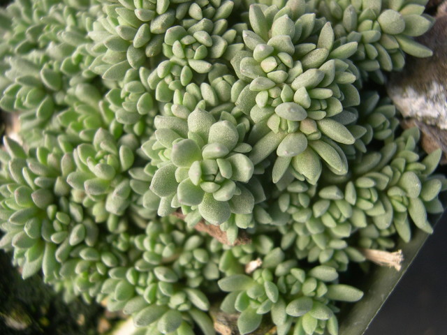 Sedum borschii (2)