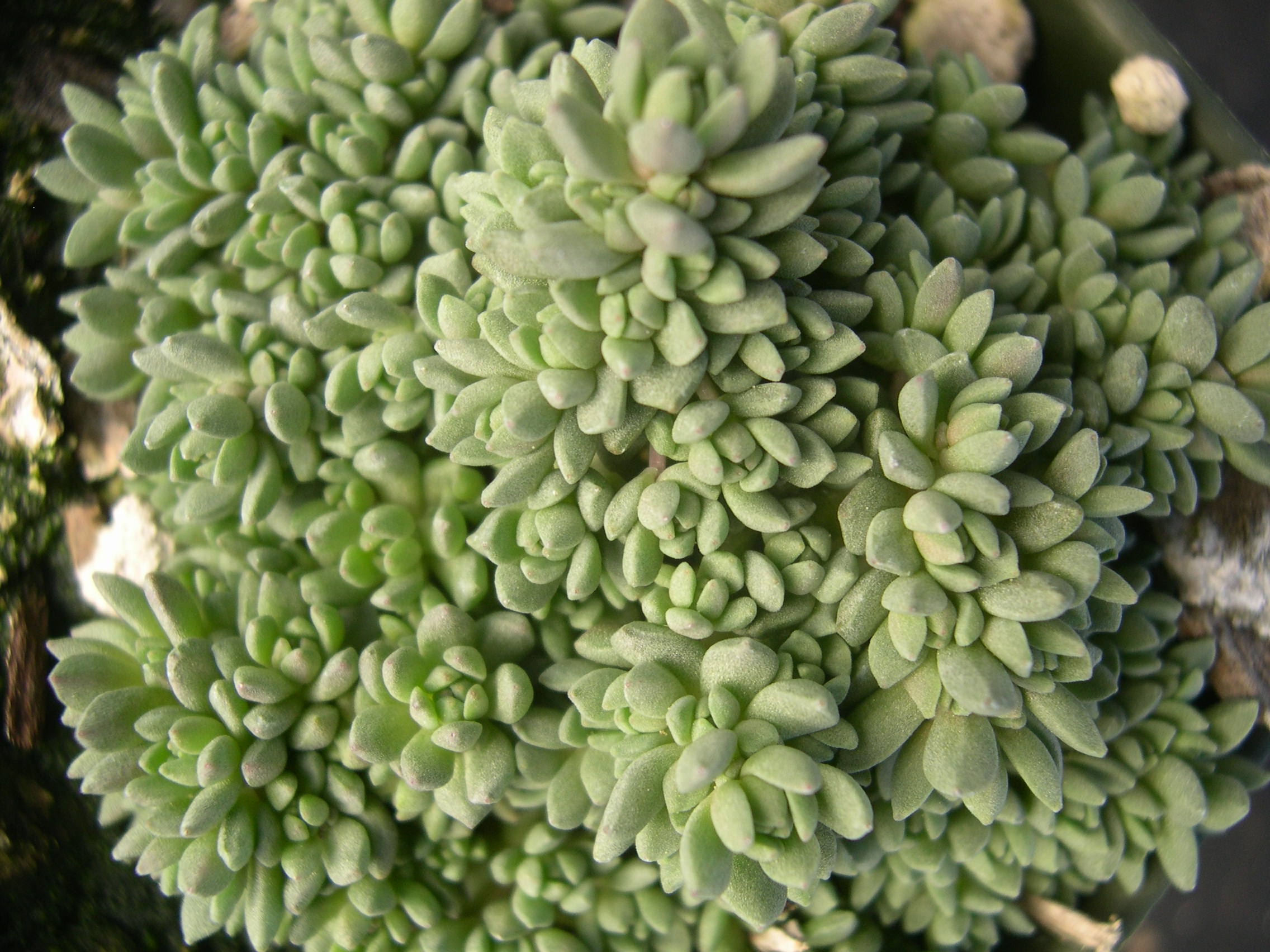 Sedum borschii (3)