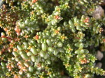 Sedum brevifolium (Red Form) (2)