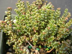 Sedum brevifolium (Red Form) (3)