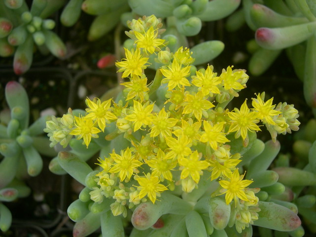 Sedum pachyphyllum (3)