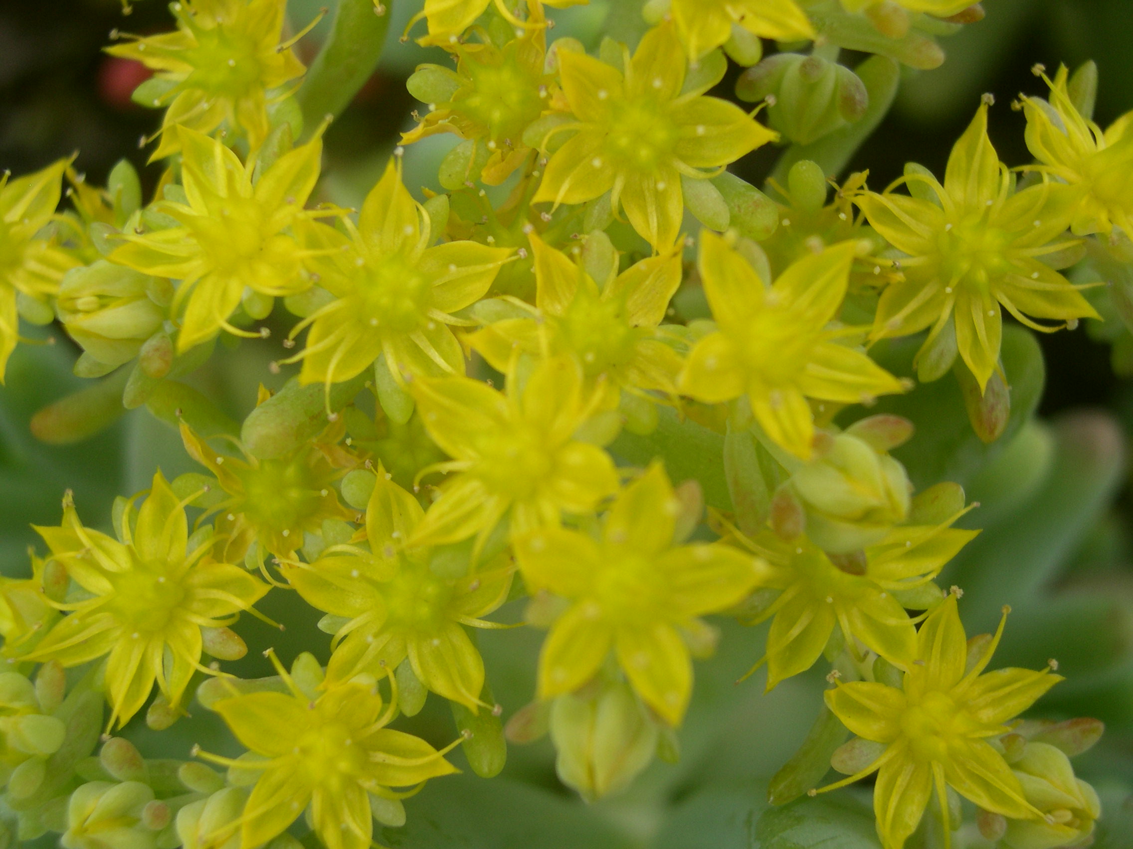 Sedum pachyphyllum (4)