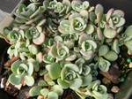 Sedum pluricaule 'Rose Carpet' [Hylotelephium pluricaule 'Rose Carpet'] (1)