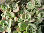 Sedum pluricaule 'Rose Carpet' [Hylotelephium pluricaule 'Rose Carpet'] (2)