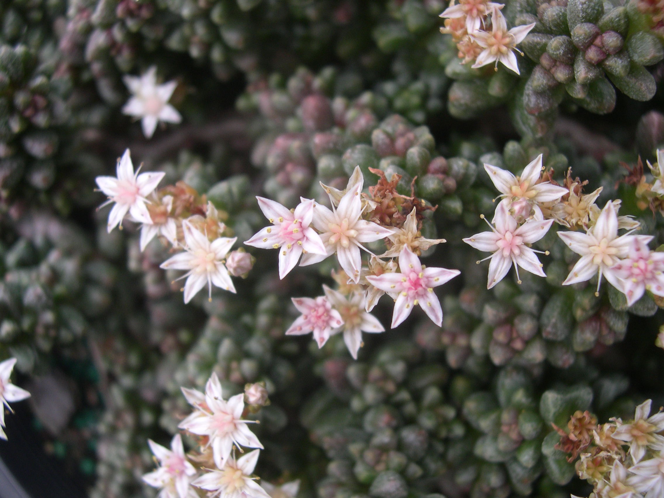 Sedum furfuraceum (3)