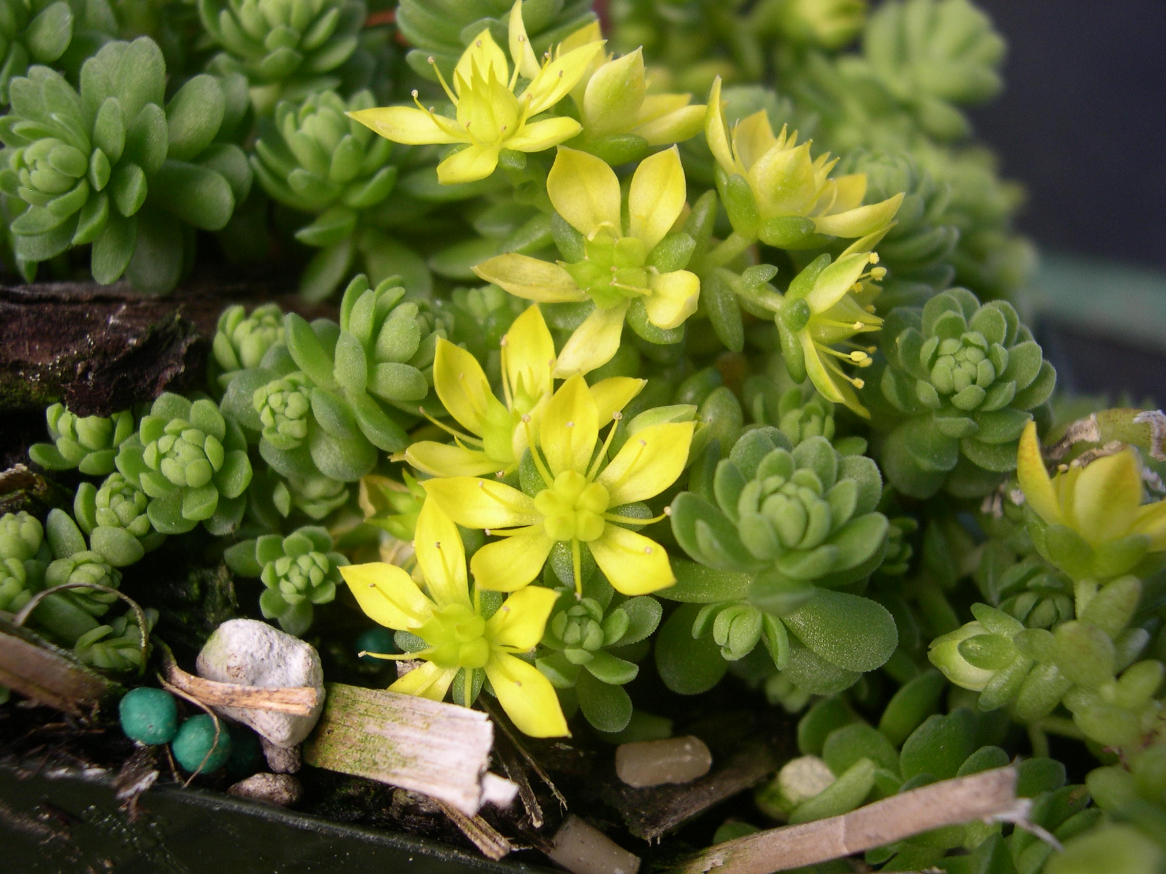 Sedum greggii (3)